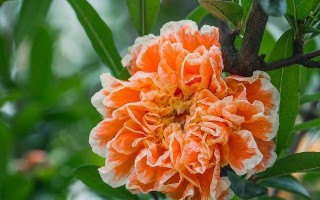 石榴花肥制作与使用方法（自制石榴花肥，提高花期和果实产量）