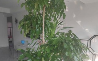 让幸福树更茂盛（选择正确的肥料，为您的幸福树创造充足养分）