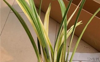 寒兰之美（寒冬中的清雅与坚韧）