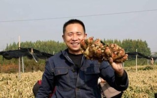 生姜的成熟时间和采摘技巧（掌握这些技巧，让你的生姜更加健康美味）