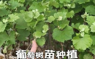 树葡萄的种植条件及注意事项（掌握这些，让你的树葡萄收成更丰硕）