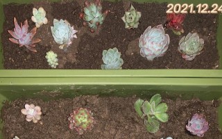 黄泥土适合种植多肉吗？（探究黄泥土对多肉植物的影响）