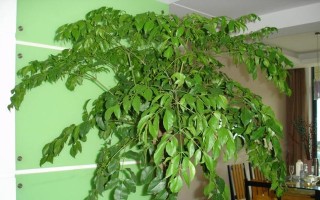 富贵树开花与花朵特征（探究富贵树花朵的奥秘）