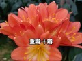 君子兰花的花期及养护技巧（掌握花期，享受绽放之美）