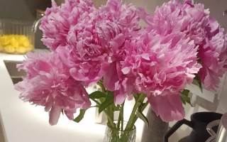 芍药花的花语及代表意义（探秘芍药花所蕴含的深意）