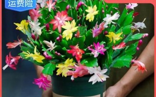 如何正确养护螃蟹爪花（学会掌握适宜的环境和营养，让螃蟹爪花欢快绽放）