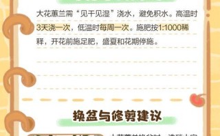 夏天怎么浇水最适合大花惠兰？（浇水时间、浇水频率和浇水量的）