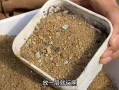 多肉植物土壤消毒的方法与注意事项（保护多肉植物生长的关键——土壤消毒）