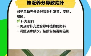 以君子兰软叶问题的解决之道（探讨君子兰软叶问题的原因及解决方法）