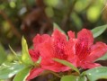 如意皇后与红杜鹃花的故事（一场盛世传奇的花开）