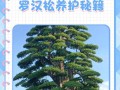 罗汉松冬天如何保护，不至于冻死？