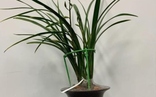 建兰水养养护技巧大揭秘（让你的建兰更加健康美丽）