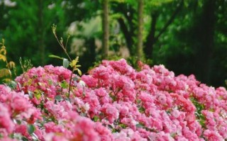 蔷薇花花谢后的养护方法（让蔷薇焕发新的生机）