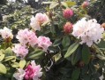 北方冬季养护杜鹃花的秘诀（北方杜鹃花养护关键技巧及注意事项）