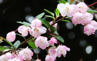 海棠花的浇水频率（如何掌握适宜的浇水时间）