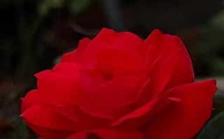 赏花乐享——开大红色花卉（探寻大红色花卉的美妙世界）