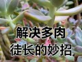 以虹之玉长得太长怎么办？（如何处理过长的虹之玉及注意事项）