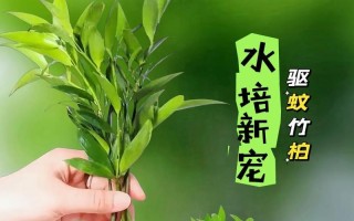 豆瓣种植（探究两种种植方式的优缺点，为你的豆瓣种植提供参考。）