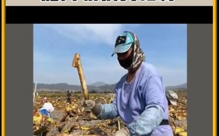 生瓜子可以种植吗？（探讨生瓜子的种植方法及注意事项）