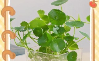 室内植物黄叶处理的有效方法（如何解决室内植物叶片变黄的问题）