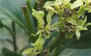 柑橘果期的养护与管理（果期时间、管理技巧和注意事项）