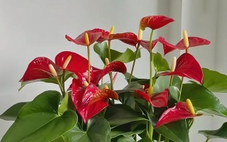 红掌的阳光需求及晒太阳注意事项（让您的红掌健康成长，从正确的阳光晒法开始）