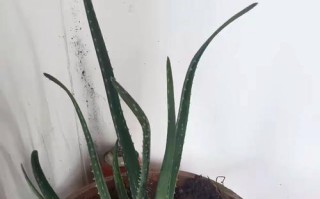 芦荟冬季保护指南（冬天会不会冻死？如何保护？）