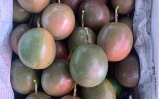 百香果——热带美味的多年生植物（百香果的生长习性、种植方法与营养价值）