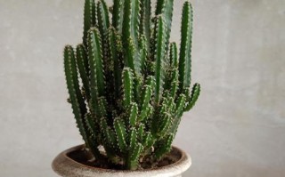 《如何培养黄毛掌开花，助你打造花坛中的明星植物》（让你的黄毛掌如火如荼般绽放，做好这些关键步骤！）