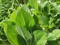 以黑心菊种植方法（从选址到施肥，全面解析黑心菊的种植技巧）