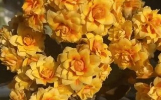 长寿花浇水过多的应对方法（如何救治浇水过多的长寿花）
