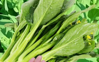 大白菜最佳收获时间剖析（哪个月份最适合收获大白菜？大白菜收获时间关键要点一览）