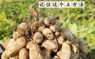 花生土的处理方法及其利用价值（从废弃土地到宝贵资源，花生土的处理与再利用）