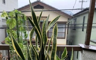 废油浇花的好处与注意事项（如何利用废油为花草植物提供养分）