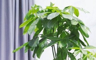 金银花的空气净化与吸甲醛作用（探究金银花的空气净化效果和吸附甲醛的能力）