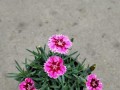 欧石竹在冬天也能开花（探秘欧石竹的冬日花海，解读其神奇开花机制）