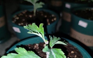 探秘菊花的生长环境条件及特点（菊花的生长要求和生态特点，适宜种植环境，经济价值和药用价值）