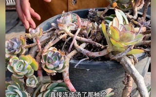 冬季怎样养护碧桃？