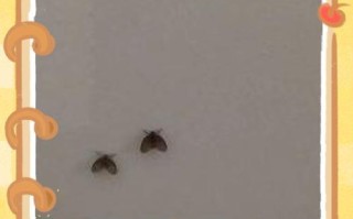家里花有白色飞虫？原因和处理方法大揭秘！