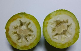 掌握青皮核桃的采摘时机与方法（秋季采摘青皮核桃，掌握这些窍门就行了）