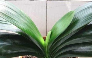 不适合养殖的君子兰（了解君子兰的生长条件与鉴别方法）