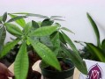 大发财树换盆后多久浇水一次？（掌握浇水时间，助力大发财树成长）