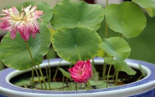 探秘水中植物的养护之道（深入了解水中植物养护技巧，助你打造清新水景）