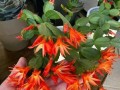 以假昙花掉叶（探索昙花开放与凋落的真相）