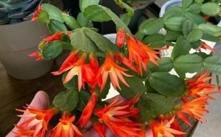 以假昙花掉叶（探索昙花开放与凋落的真相）