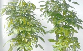 如何应对发财树叶子冻伤（有效恢复发财树叶子的健康状态）
