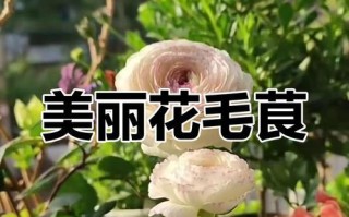以毛茛花为主题的种植技巧与养护指南（打造美丽花园，从毛茛花开始）