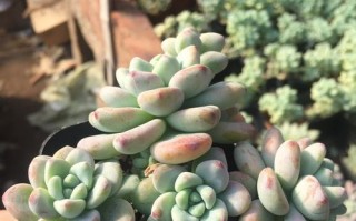 揭秘多肉劳尔的香味之谜