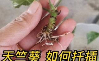 以欧石楠怎么样扦插——繁衍新生的绿色奇迹（简单易行的欧石楠扦插技巧与注意事项）