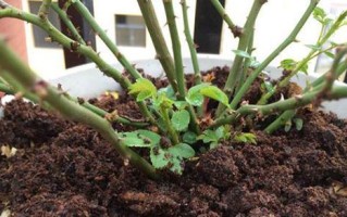 过夜茶叶水能否浇花？（探究茶叶水对植物的影响，）